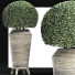 Plante en pot Collection 175 Ligustrum Lucidum - rodolfoboscan911