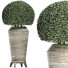 Plante en pot Collection 175 Ligustrum Lucidum - rodolfoboscan911