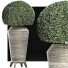 Plante en pot Collection 175 Ligustrum Lucidum - rodolfoboscan911