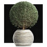 Plante en pot Collection 174 Ligustrum Lucidum - rodolfoboscan911