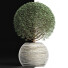Plante en pot Collection 174 Ligustrum Lucidum - rodolfoboscan911