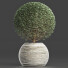 Plante en pot Collection 174 Ligustrum Lucidum - rodolfoboscan911