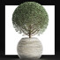 Plante en pot Collection 174 Ligustrum Lucidum - rodolfoboscan911