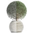 Plante en pot Collection 174 Ligustrum Lucidum - rodolfoboscan911