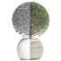 Plante en pot Collection 174 Ligustrum Lucidum - rodolfoboscan911