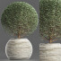 Plante en pot Collection 174 Ligustrum Lucidum - rodolfoboscan911