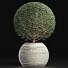 Plante en pot Collection 174 Ligustrum Lucidum - rodolfoboscan911