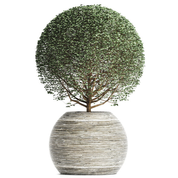 Plante en pot Collection 174 Ligustrum Lucidum modèle 3D
