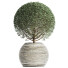 Plante en pot Collection 174 Ligustrum Lucidum - rodolfoboscan911