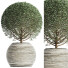 Plante en pot Collection 174 Ligustrum Lucidum - rodolfoboscan911