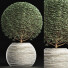 Plante en pot Collection 174 Ligustrum Lucidum - rodolfoboscan911
