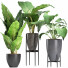 Plantes en pot Ensemble 210 Alocasia Macrorrhiza - rodolfoboscan911