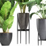 Plantes en pot Ensemble 210 Alocasia Macrorrhiza - rodolfoboscan911