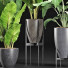 Plantes en pot Ensemble 210 Alocasia Macrorrhiza - rodolfoboscan911