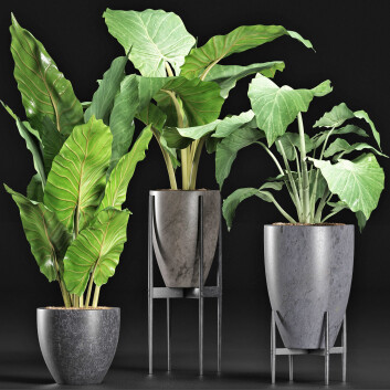 Topfpflanzen  Sammlung 210 Alocasia Macrorrhiza 3D-Modell