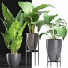 Plantes en pot Ensemble 210 Alocasia Macrorrhiza - rodolfoboscan911