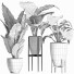 Plantes en pot Ensemble 210 Alocasia Macrorrhiza - rodolfoboscan911