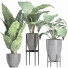 Plantes en pot Ensemble 210 Alocasia Macrorrhiza - rodolfoboscan911