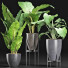 Plantes en pot Ensemble 210 Alocasia Macrorrhiza - rodolfoboscan911