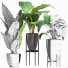 Plantes en pot Ensemble 210 Alocasia Macrorrhiza - rodolfoboscan911