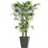 Plante en pot Collection 191 Sabal Mineur - rodolfoboscan911