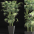 Plante en pot Collection 191 Sabal Mineur - rodolfoboscan911