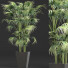 Plante en pot Collection 191 Sabal Mineur - rodolfoboscan911