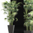 Plante en pot Collection 191 Sabal Mineur - rodolfoboscan911