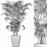 Plante en pot Collection 191 Sabal Mineur - rodolfoboscan911