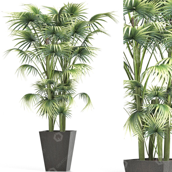 Plante en pot Collection 191 Sabal Mineur modèle 3D