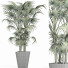 Plante en pot Collection 191 Sabal Mineur - rodolfoboscan911