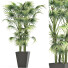 Plante en pot Collection 191 Sabal Mineur - rodolfoboscan911
