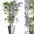 Plante en pot Collection 191 Sabal Mineur - rodolfoboscan911