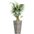 Plante en pot Collection 190 Sabal Mineur - rodolfoboscan911
