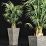 Plante en pot Collection 190 Sabal Mineur - rodolfoboscan911