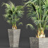Plante en pot Collection 190 Sabal Mineur - rodolfoboscan911