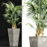 Plante en pot Collection 190 Sabal Mineur - rodolfoboscan911