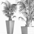 Plante en pot Collection 190 Sabal Mineur - rodolfoboscan911