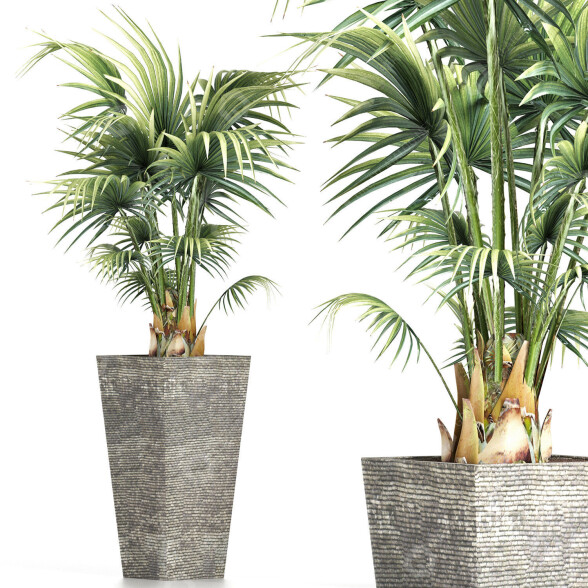 Plante en pot Collection 190 Sabal Mineur modèle 3D