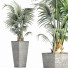 Plante en pot Collection 190 Sabal Mineur - rodolfoboscan911