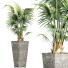 Plante en pot Collection 190 Sabal Mineur - rodolfoboscan911