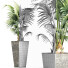 Plante en pot Collection 190 Sabal Mineur - rodolfoboscan911