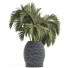 Plante en pot Collection 188 Palmier - rodolfoboscan911