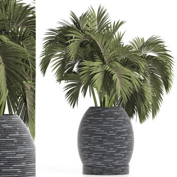 Topfpflanze  Sammlung 188 Palme 3D-Modell