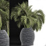 Plante en pot Collection 188 Palmier - rodolfoboscan911