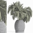 Plante en pot Collection 188 Palmier - rodolfoboscan911