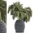 Plante en pot Collection 188 Palmier - rodolfoboscan911