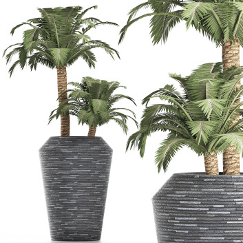 Topfpflanze  Sammlung 187 Palme 3D-Modell