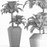 Topfpflanze Sammlung 187 Palme - rodolfoboscan911
