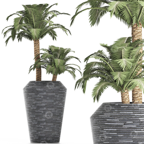 Topfpflanze Sammlung 187 Palme 3D-Modell